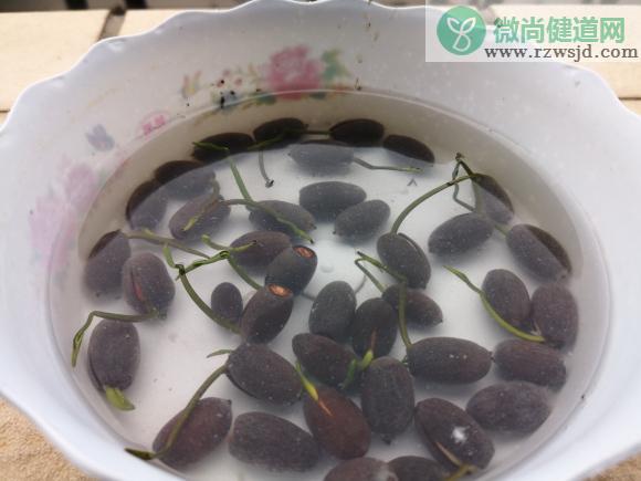 如何种碗莲（碗莲的种植方法水培） 绿植养护 第7张