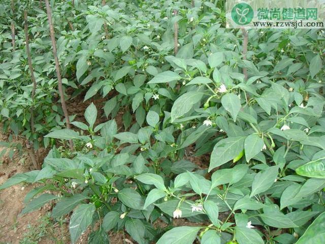 辣椒苗用什么肥才长粗（辣椒施肥时间和施肥量） 绿植养护 第2张