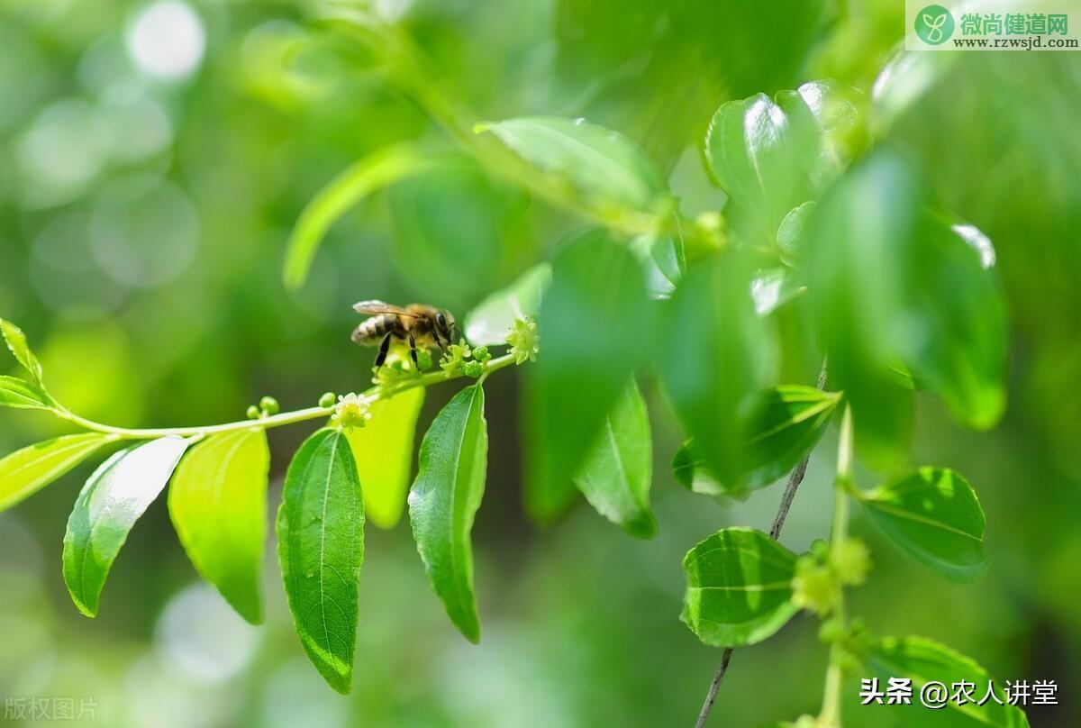 枣树的种植与管理技术（枣树栽种时间和方法） 绿植养护 第34张