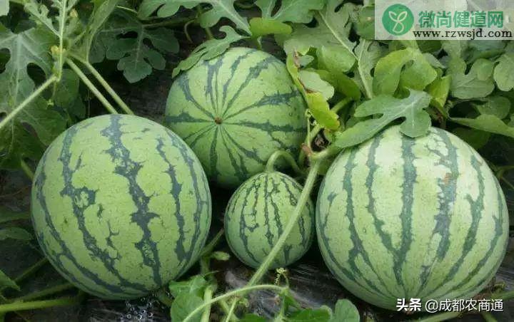 西瓜的种植方法和管理技术 绿植养护 第15张