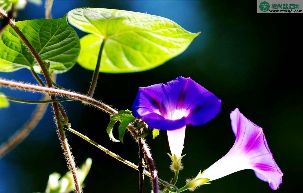 喇叭花的资料（牵牛花介绍与特点）