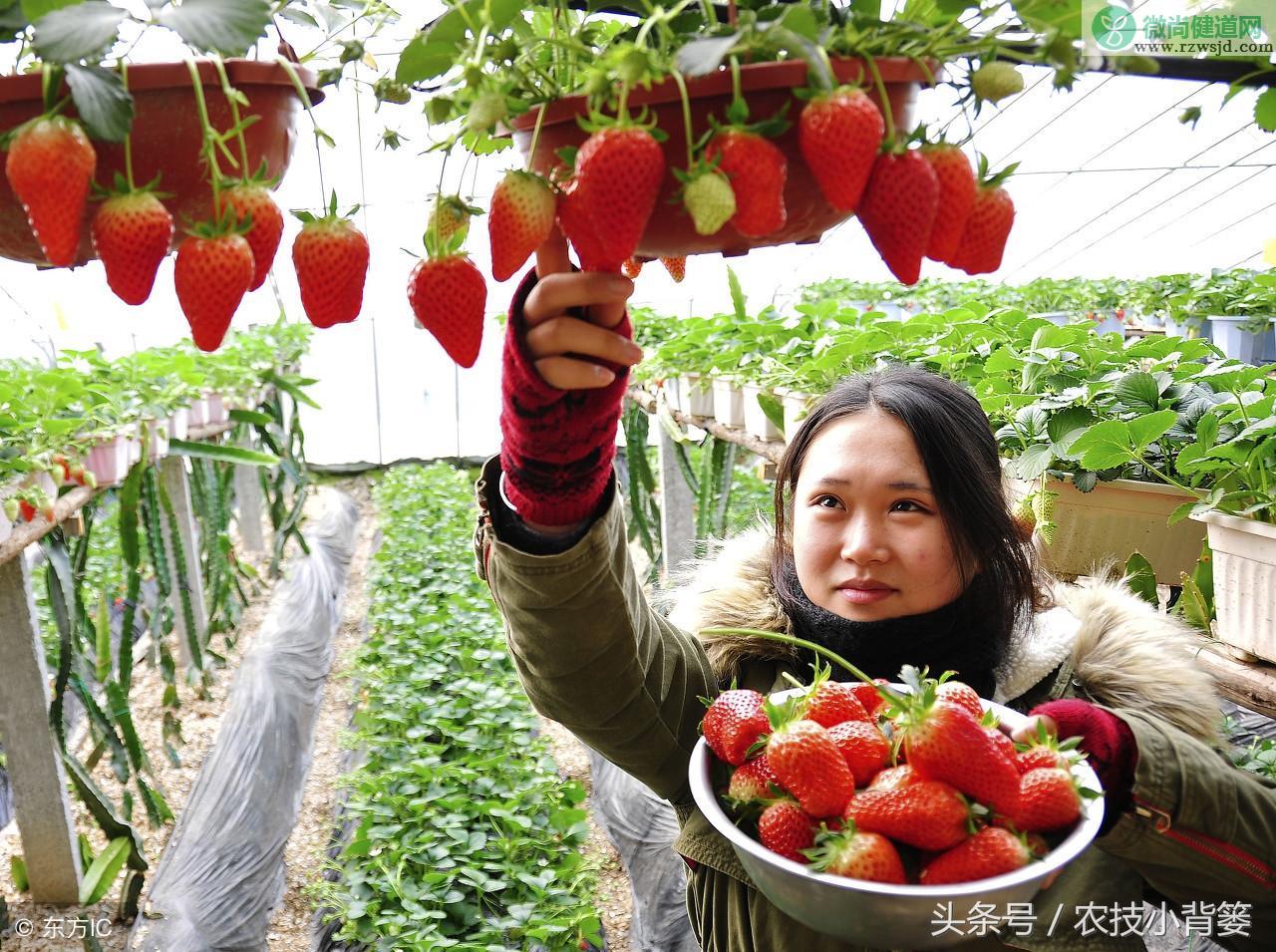 草莓的栽培方法（草莓的种植方法及时间） 绿植养护 第5张