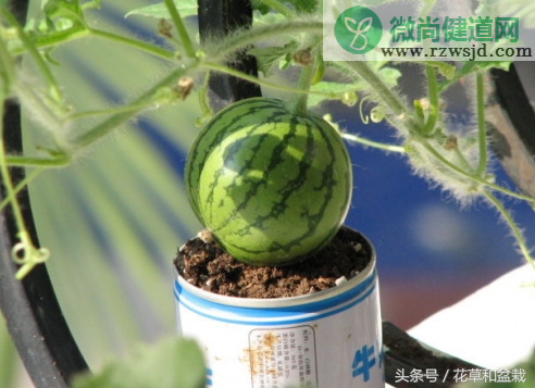 在家自己种西瓜的步骤（盆栽西瓜的种植方法和管理） 绿植养护 第3张
