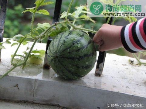 在家自己种西瓜的步骤（盆栽西瓜的种植方法和管理） 绿植养护 第1张