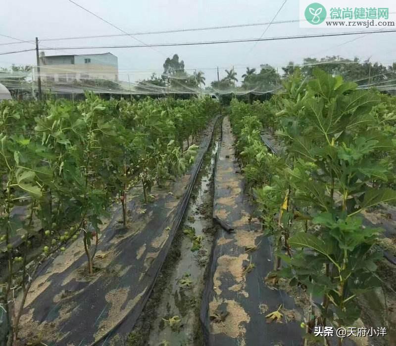 无花果种植技术与管理（无花果的种植技巧） 绿植养护 第2张