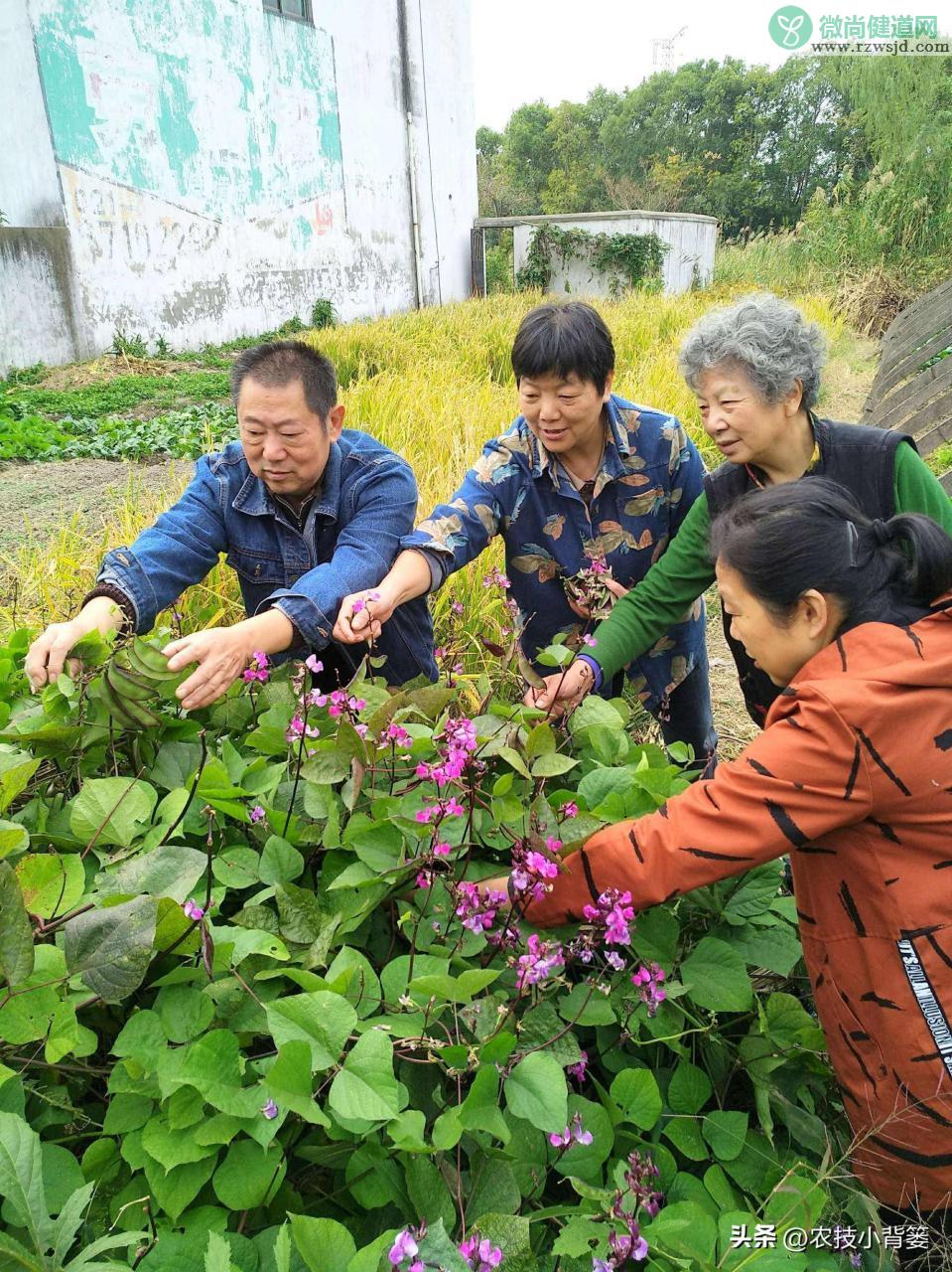 扁豆的种植时间和种植方法（扁豆栽培技术与管理大全） 绿植养护 第3张