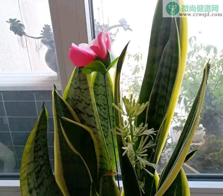 虎皮兰开花不是好兆头吗（虎皮兰开花有什么预兆） 绿植养护 第3张