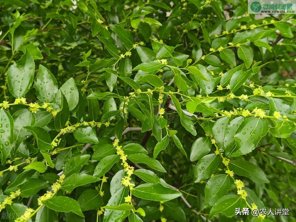 枣树的种植与管理技术（枣树栽种时间和方法） 绿植养护 第32张