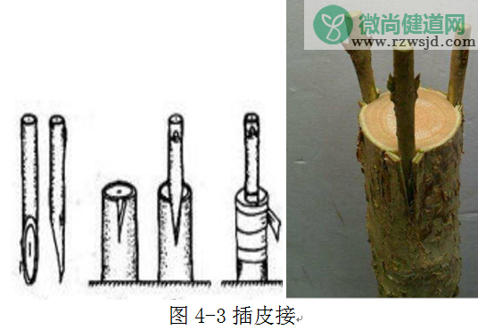 嫁接树苗的方法和技术（带你轻松玩转嫁接） 绿植养护 第2张