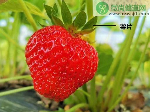 四季草莓的种植方法和技术 绿植养护 第7张