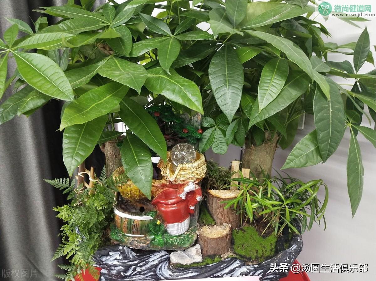 客厅电视两边摆什么植物旺财（6种宜养在客厅旺财的植物花卉） 植物百科 第3张