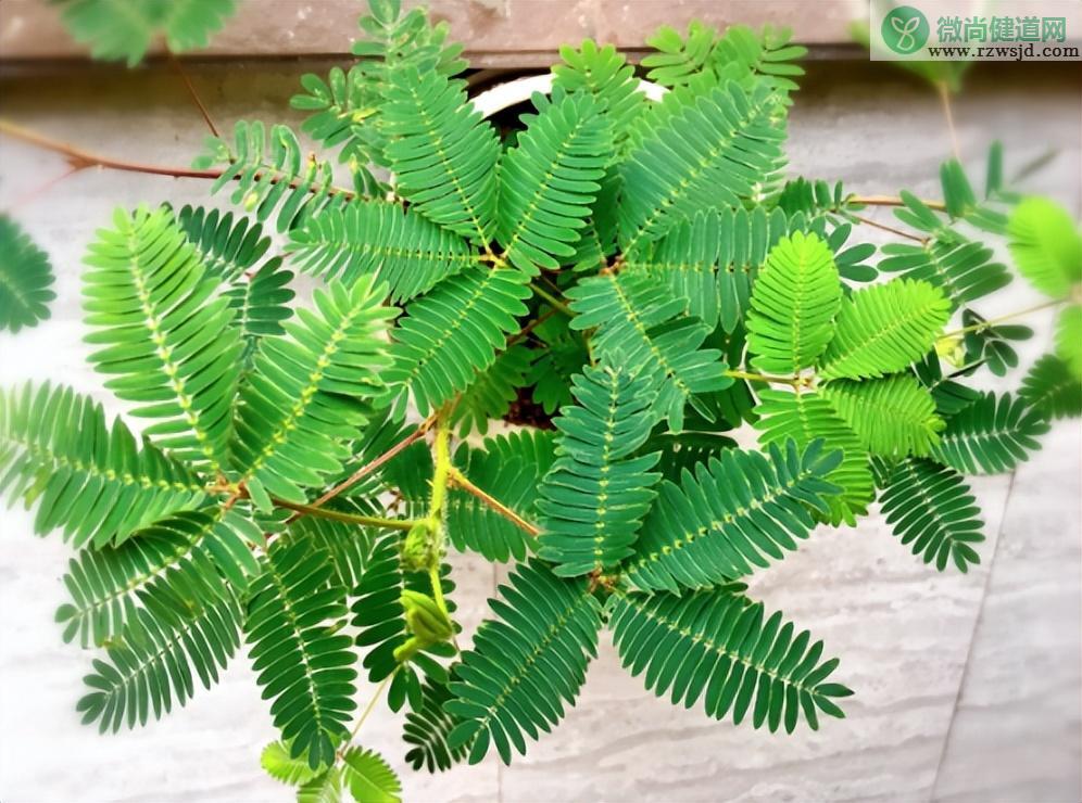 含羞草晚上会闭合吗 植物百科 第1张