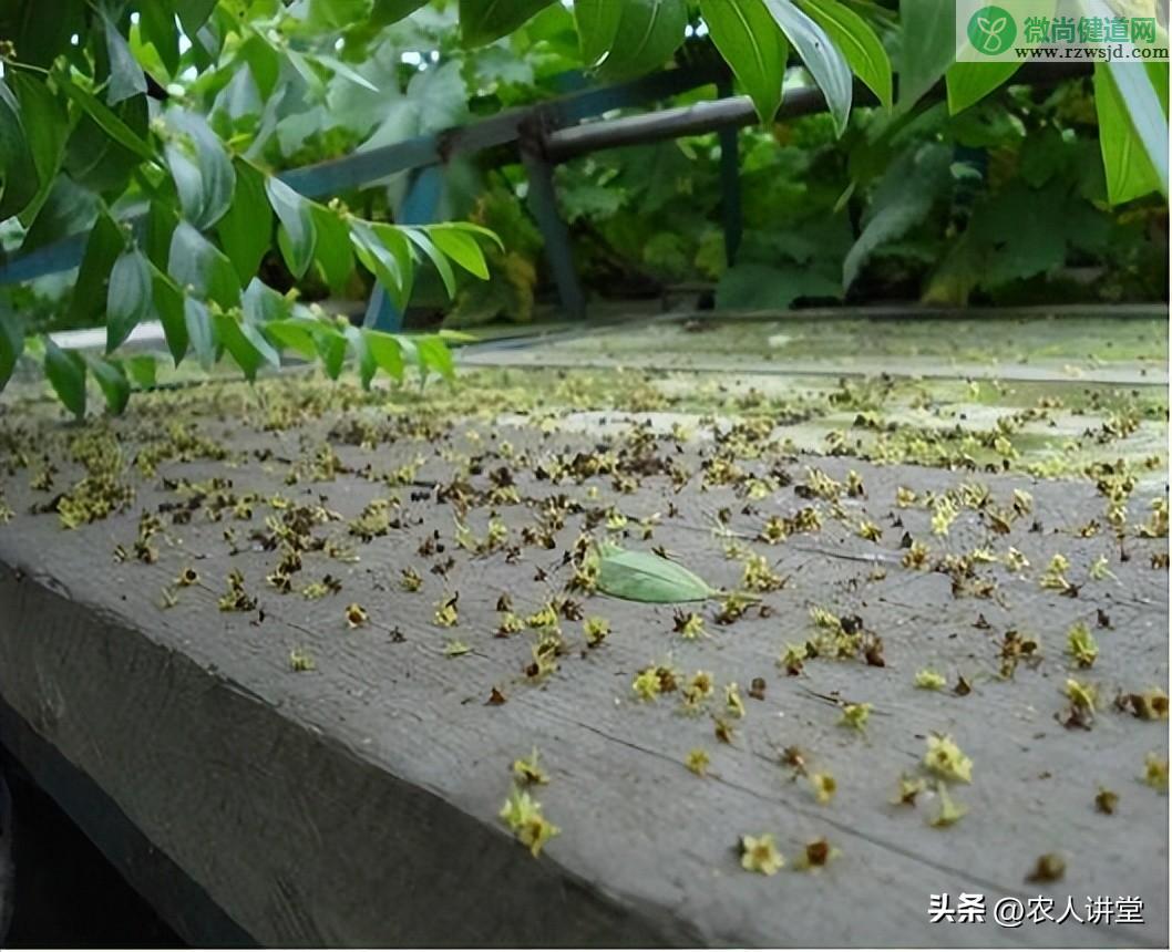 枣树的种植与管理技术（枣树栽种时间和方法） 绿植养护 第23张