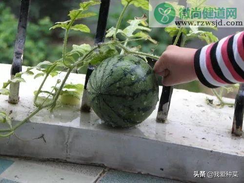 阳台西瓜的种植方法和管理（阳台西瓜怎么种植） 绿植养护 第6张