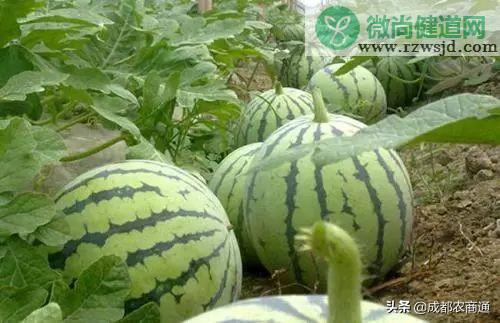 西瓜的种植方法和管理技术 绿植养护 第16张