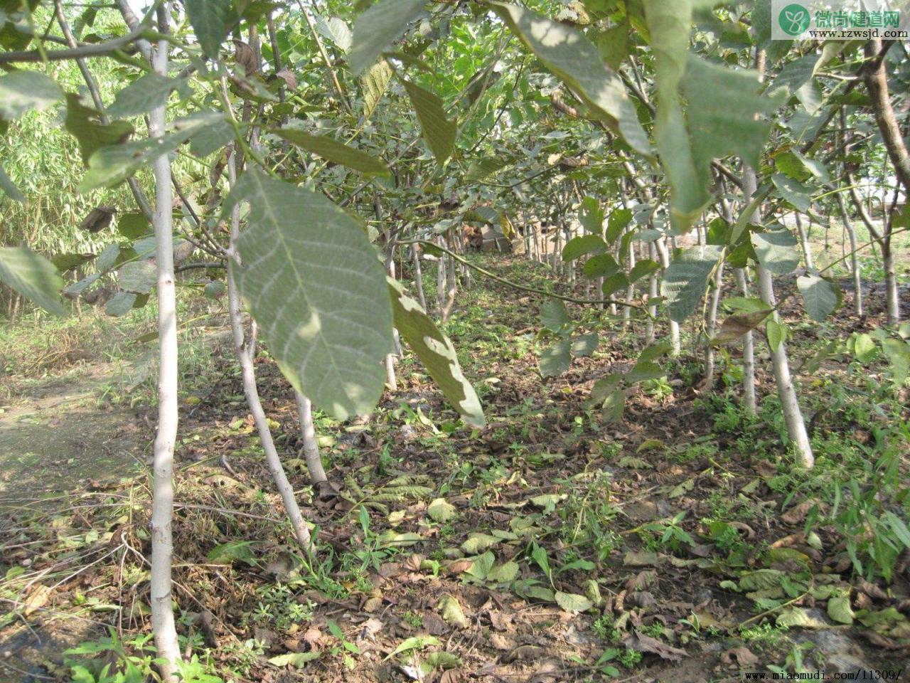 桃核怎么种才能发芽（核桃种子育苗方法） 绿植养护 第3张