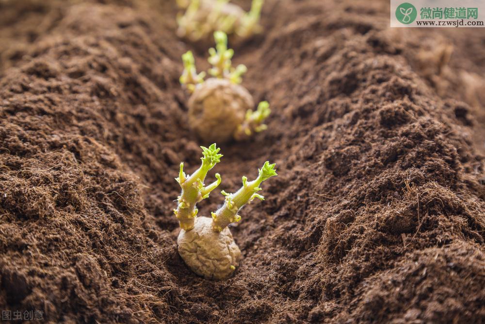 土豆的种植方法和时间（土豆什么时候种,什么时候收） 绿植养护 第3张