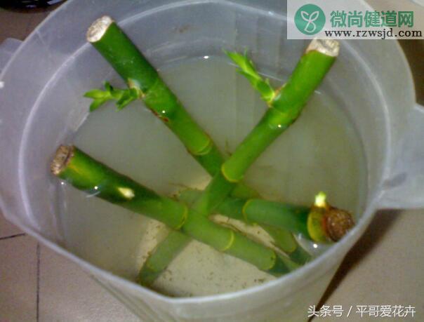 刚买富贵竹怎么水养（新买的富贵竹水养技巧） 绿植养护 第3张