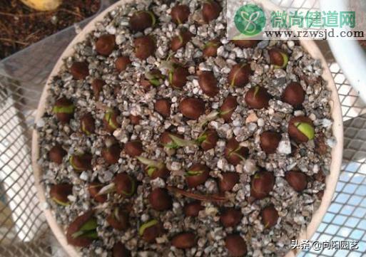 枇杷的核能种吗（枇杷核种子种植方法） 绿植养护 第6张