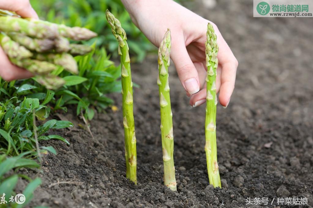 芦笋的种植与栽培技术（芦笋的育苗方法和时间） 绿植养护 第2张
