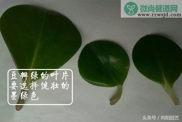 豆瓣绿怎么扦插（豆瓣绿扦插方法简单几步轻松学会） 绿植养护 第2张