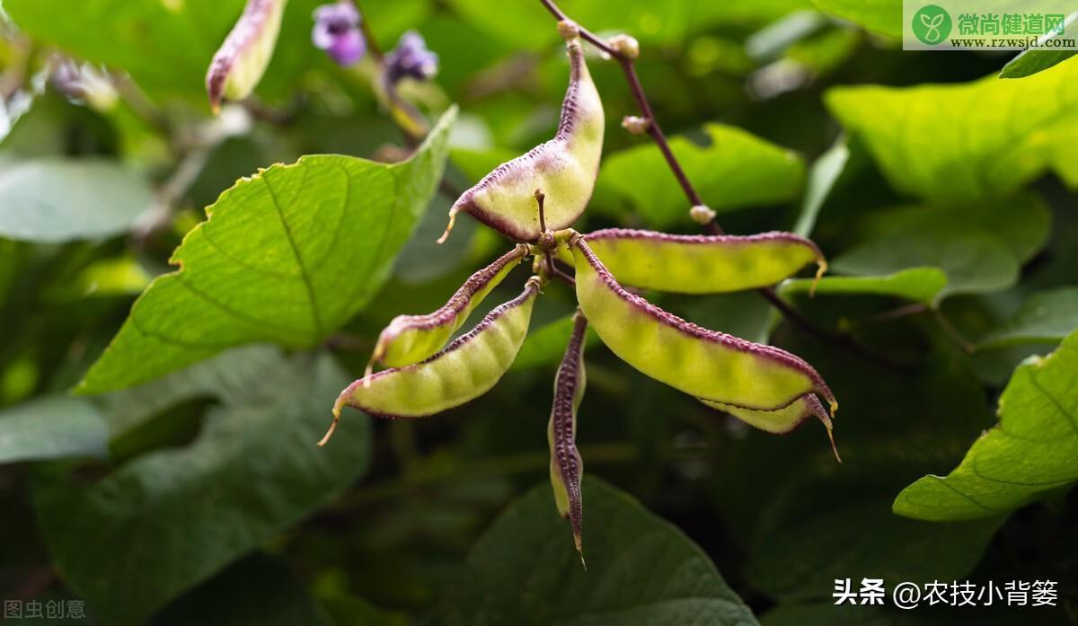 扁豆的种植时间和种植方法（扁豆栽培技术与管理大全） 绿植养护 第11张