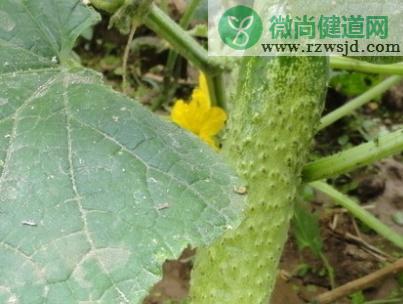 黄瓜什么时候播种最好（黄瓜种植方法和时间） 绿植养护 第3张