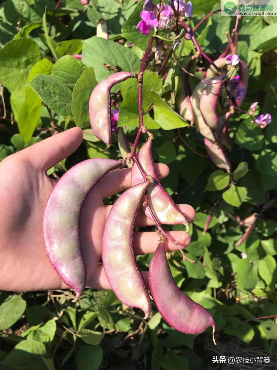 扁豆的种植时间和种植方法（扁豆栽培技术与管理大全） 绿植养护 第4张