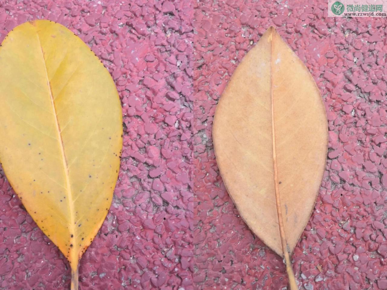 玉兰花和辛夷花的区别（怎么区分玉兰花和辛夷花） 植物百科 第6张