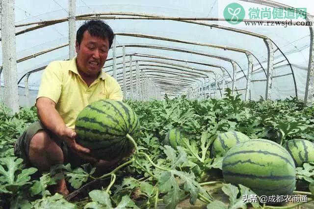 西瓜的种植方法和管理技术 绿植养护 第7张