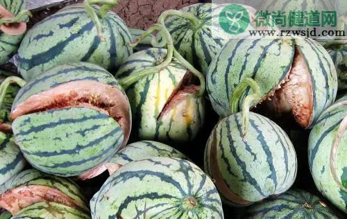 无籽西瓜的培育原理（无籽西瓜是怎么种出来的） 绿植养护 第5张