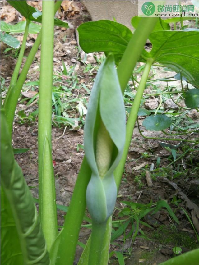 滴水观音会开花吗（滴水观音什么时候开花） 绿植养护 第1张