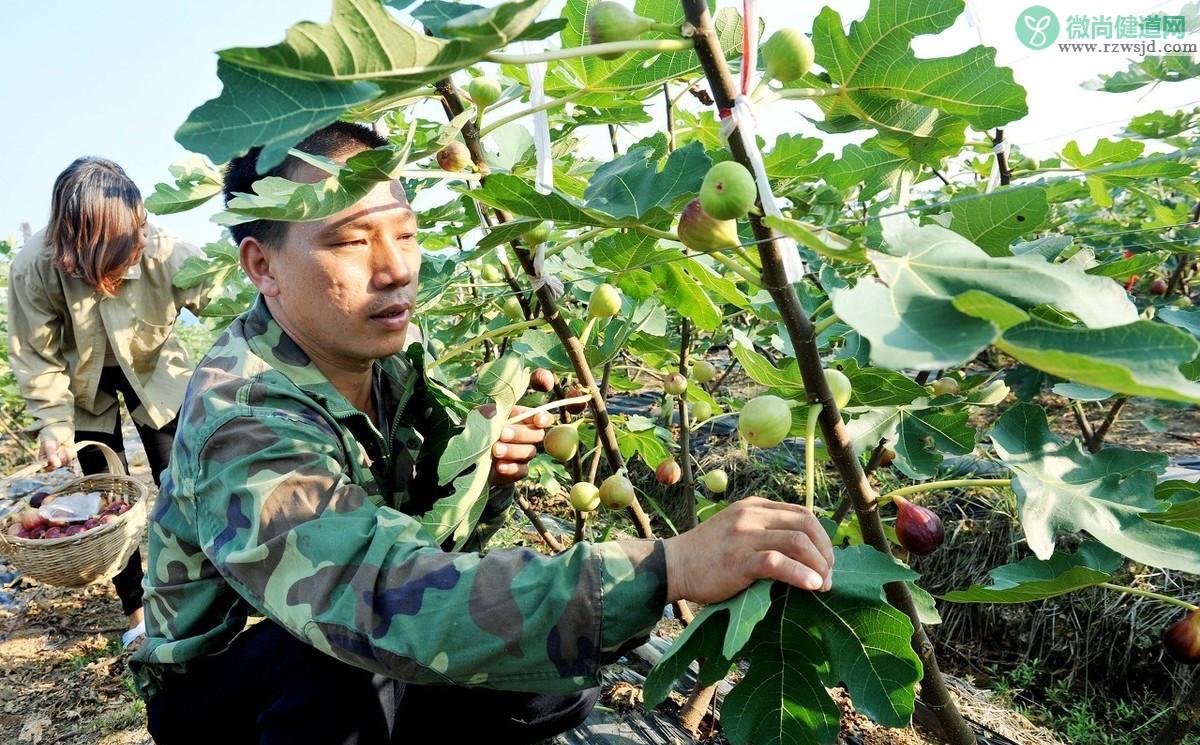 无花果种植时间和方法及日常管理注意事项 绿植养护 第2张