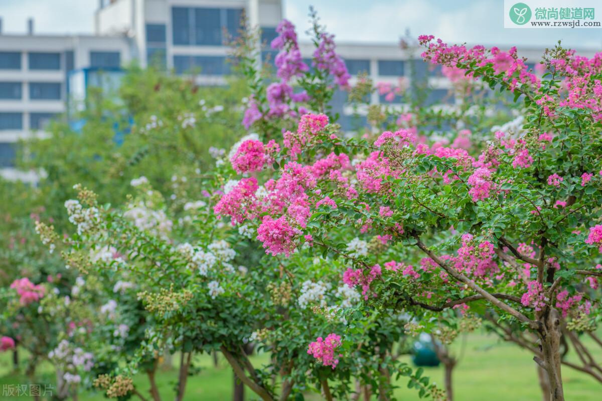 盘点庭院十大吉祥之树（家里种这10种树风水最好） 植物百科 第12张