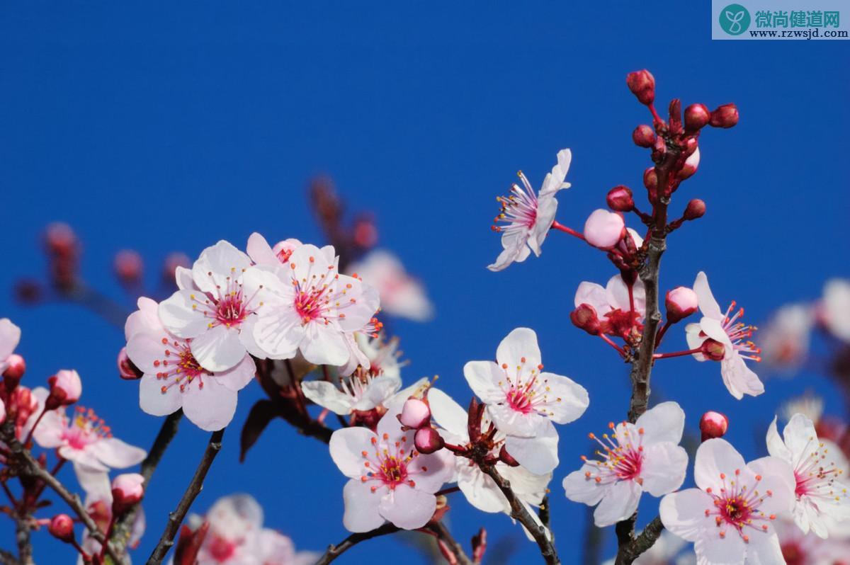 梅花什么时候开，梅花开到几月份 植物百科 第2张