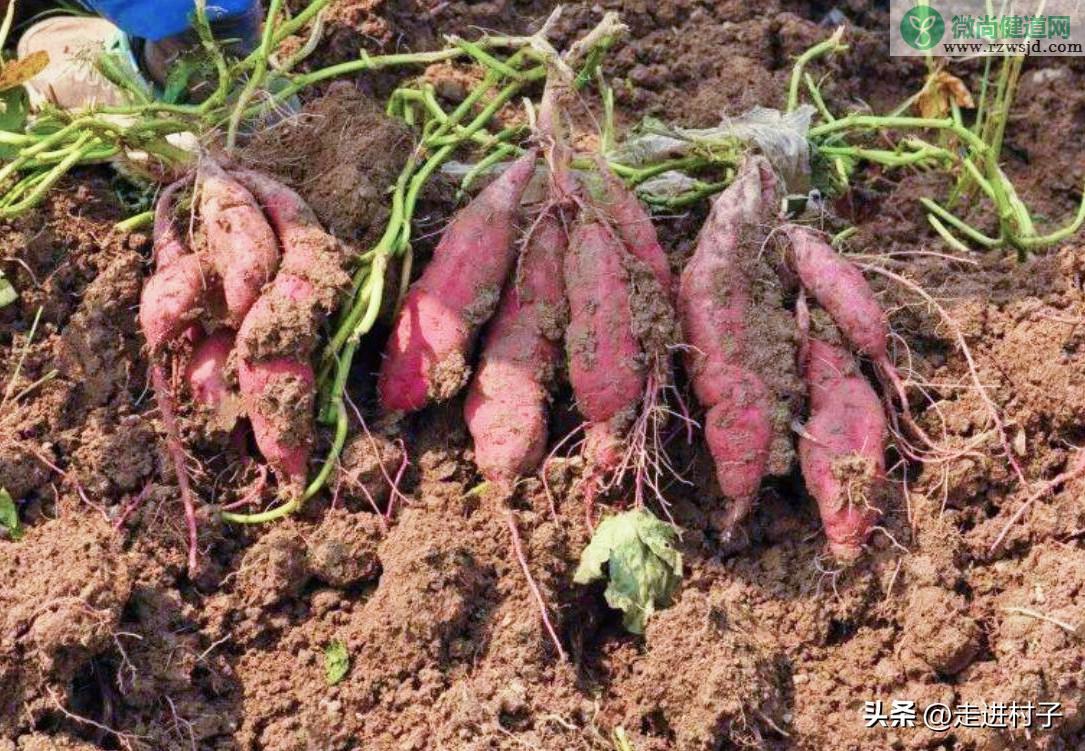 地瓜种植时间方法及管理（红薯怎么种植） 绿植养护 第2张