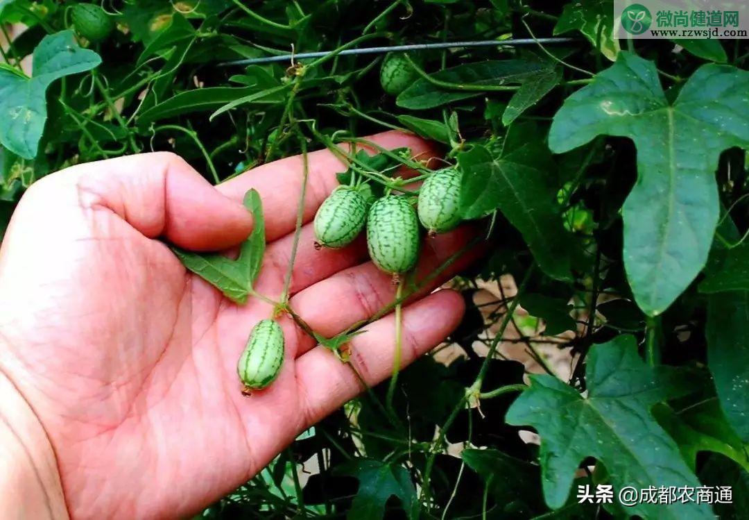 西瓜的种植方法和管理技术 绿植养护 第13张