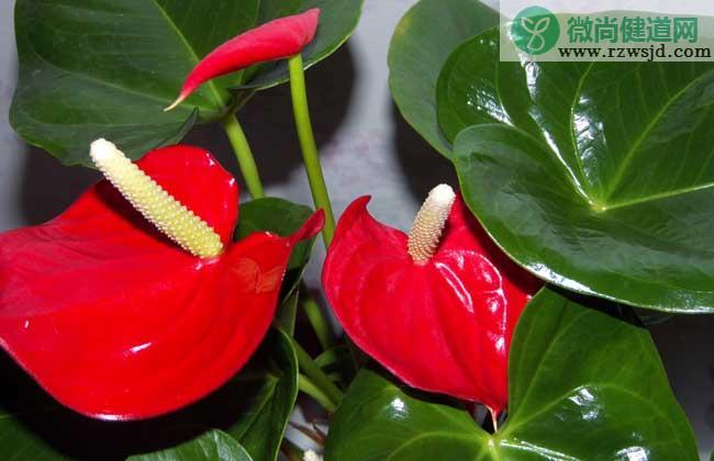 红掌花语和寓意（送红掌花代表什么意思） 植物百科 第2张