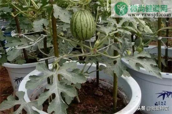 阳台西瓜的种植方法和管理（阳台西瓜怎么种植） 绿植养护 第4张
