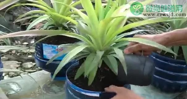 自己怎么种菠萝（家里种植菠萝的方法） 绿植养护 第19张