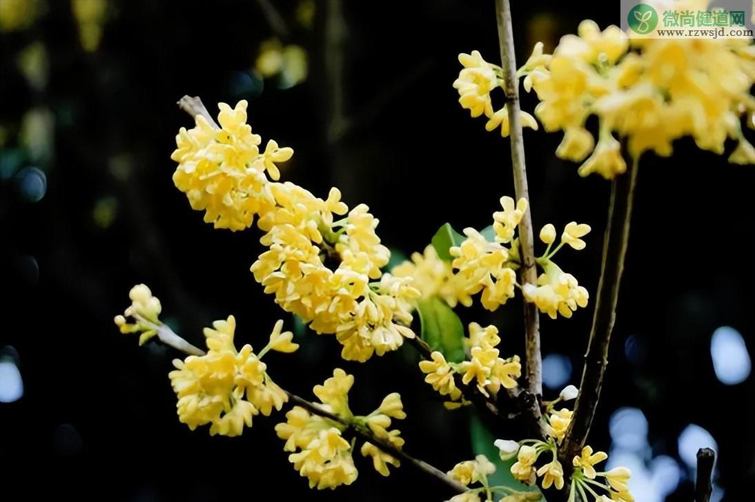 桂花树为什么不开花（影响桂花