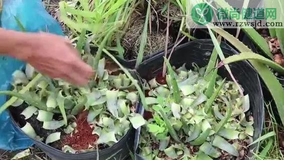 自己怎么种菠萝（家里种植菠萝的方法） 绿植养护 第2张