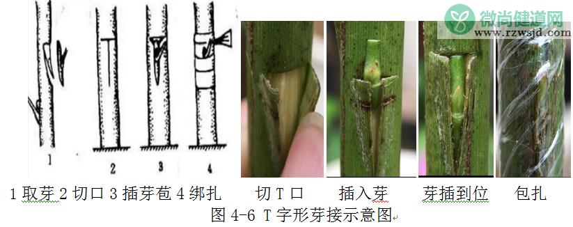 嫁接树苗的方法和技术（带你轻松玩转嫁接） 绿植养护 第6张