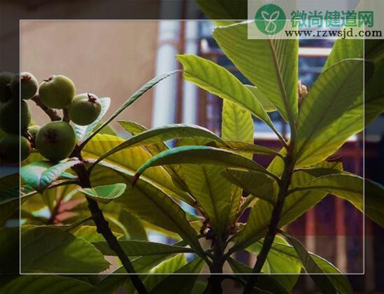 枇杷籽怎么种才能发芽（枇杷树的种植和管理和施肥方法） 绿植养护 第5张