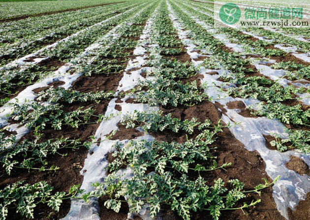 西瓜几月份种植最好（西瓜种植时间和方法） 绿植养护 第2张