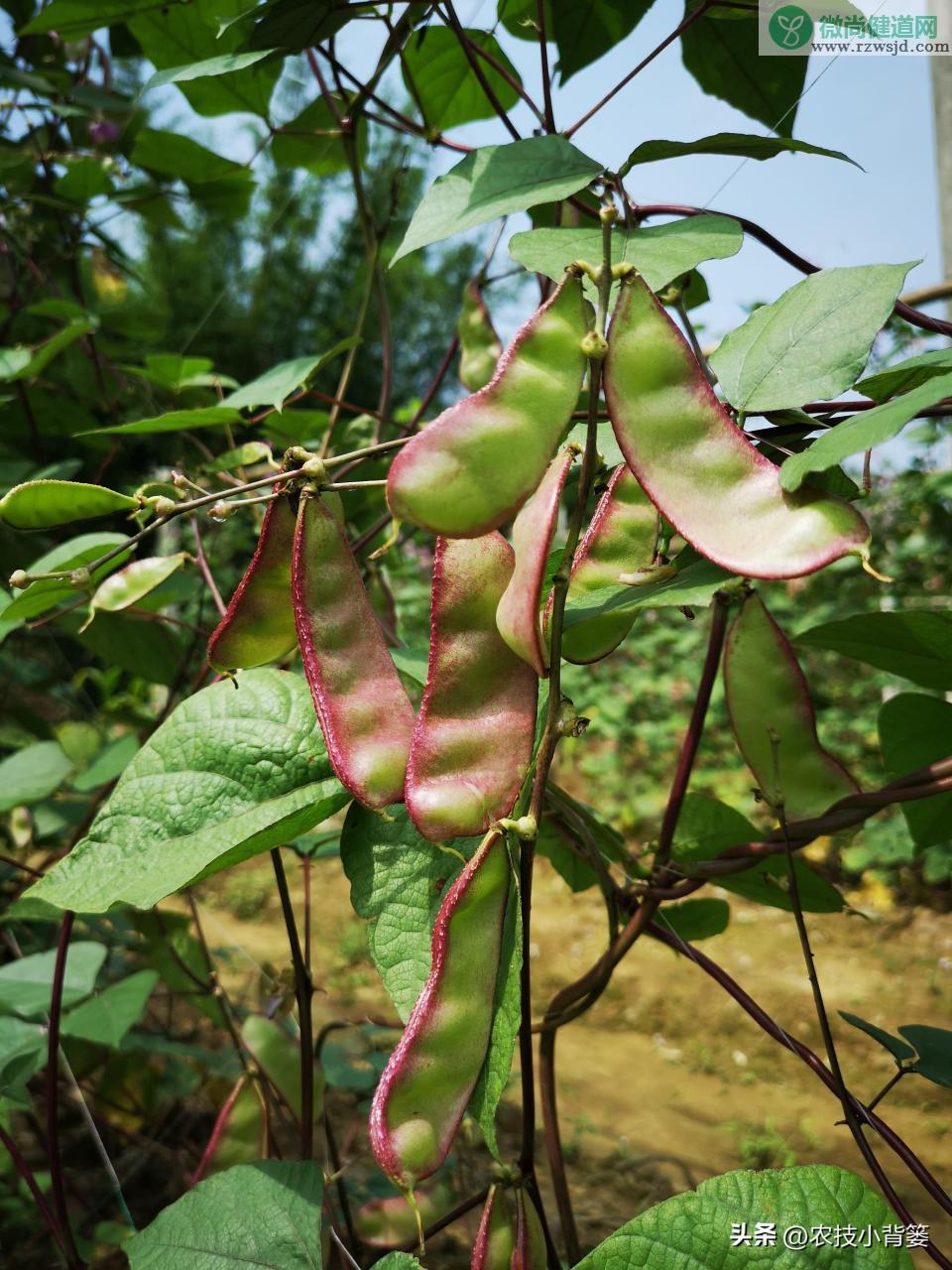 扁豆的种植时间和种植方法（扁豆栽培技术与管理大全） 绿植养护 第12张