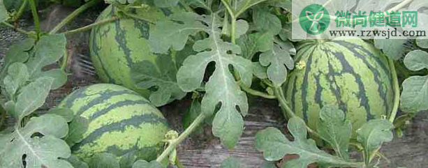 西瓜几月份种植最好（西瓜种植时间和方法） 绿植养护 第1张