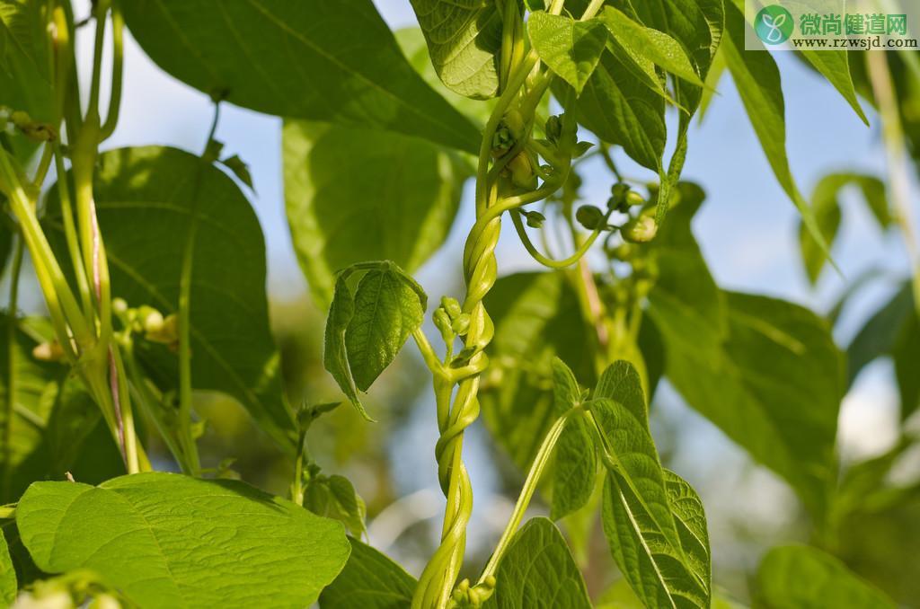 菜豆树的养殖方法（菜豆树种植注意事项） 绿植养护 第7张