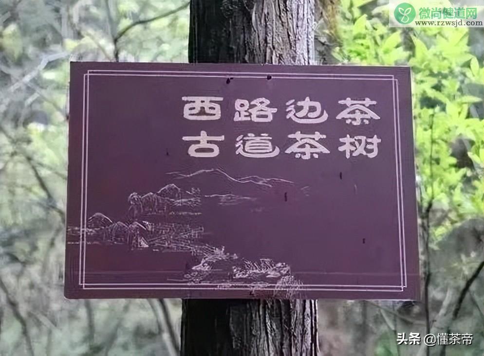 黑茶有哪些，你都喝过哪些？ 植物百科 第8张