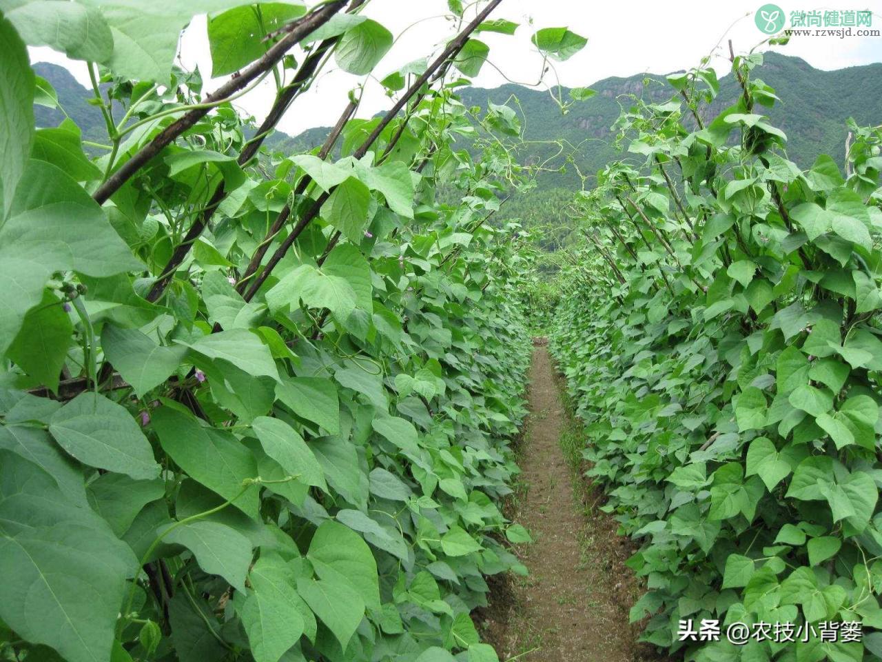 扁豆的种植时间和种植方法（扁豆栽培技术与管理大全） 绿植养护 第6张